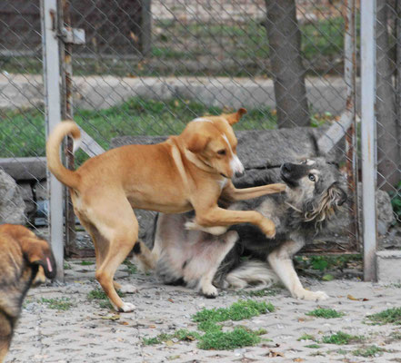 Roger spielt wild mit Benni