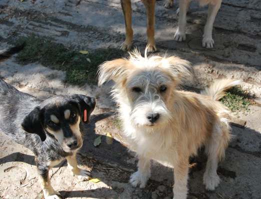 Moritz mit Benji