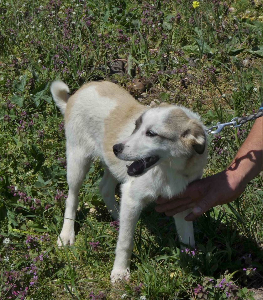 Dorian (männl., geb. ca. Oktober 2020) ist im Tierheim groß geworden