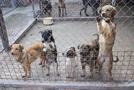 Fleur (2. von rechts), Ray links, Cindy und Mandy (rechts)