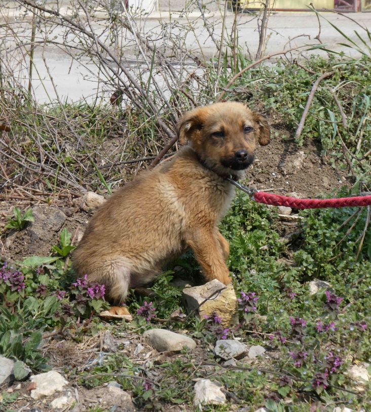 Nadim (männl., geb. ca. November 2020) soll das Tierheim ganz, ganz