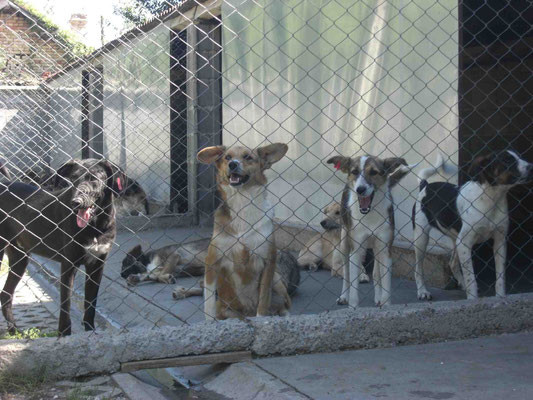 Bono, Felice, Chloe und Zak