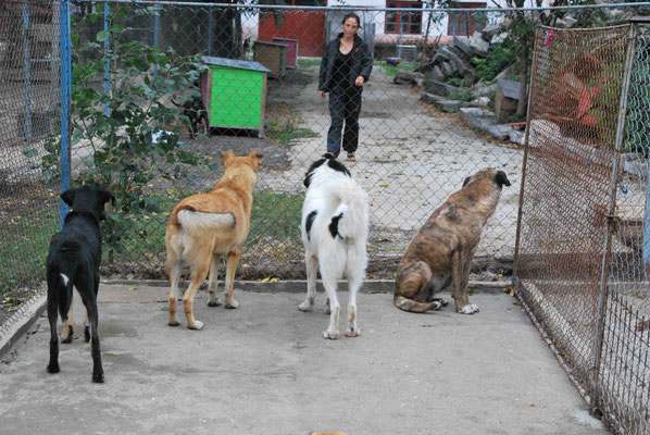 Luisa, Aron und Fink (rechts)