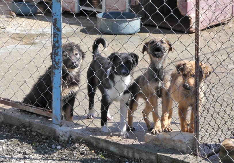 Nadim (männl., geb. ca. November 2020) soll das Tierheim ganz, ganz