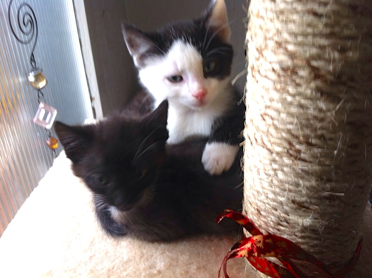 Feelix (schwarz) und Gismo beim Kuscheln - 2.12.2014