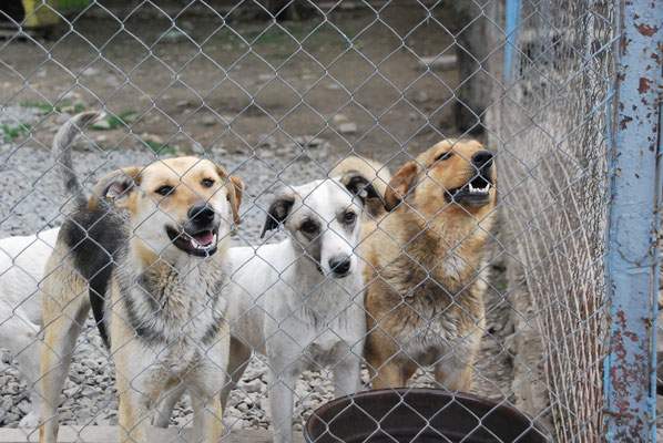 Barney, Kiti und Ray