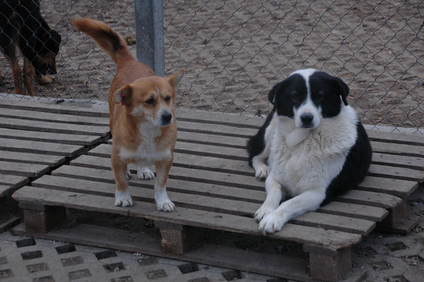 Liza mit Tabea