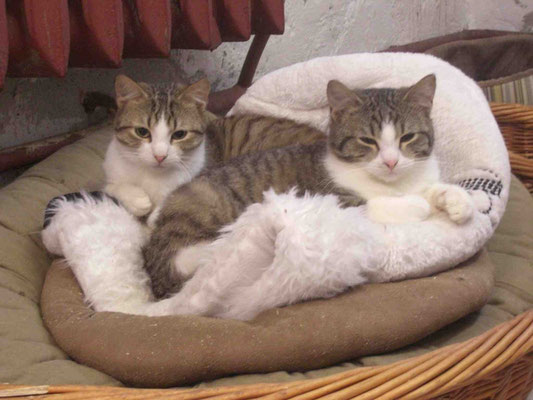 Otis (vorne) mit Lenny