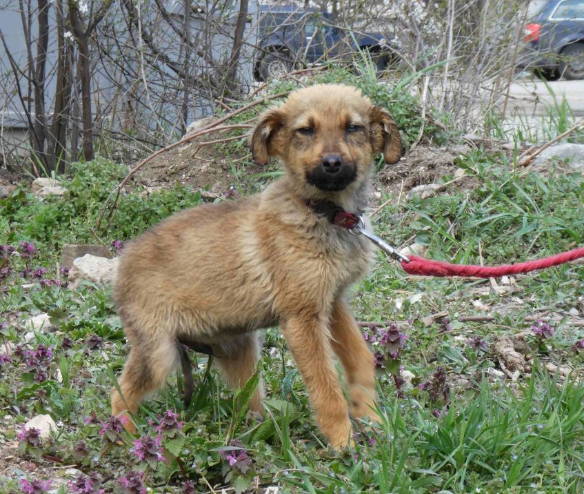 grund zur hoffnung hunde
