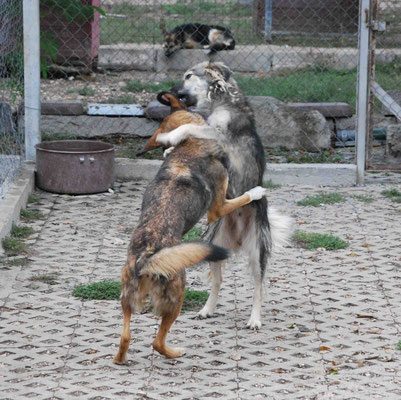 Benni und Joyce spielen