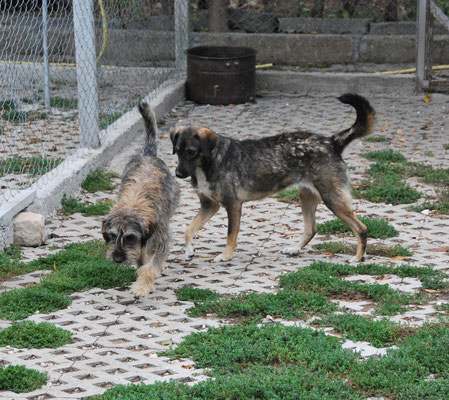 Dorle folgt Cari