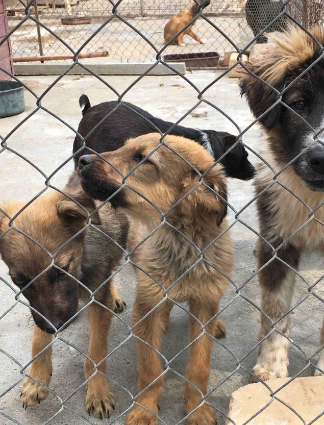 Nadim (männl., geb. ca. November 2020) soll das Tierheim ganz, ganz