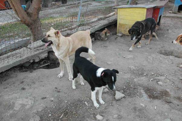 Ivan (hinten) mit Conan und Sheela