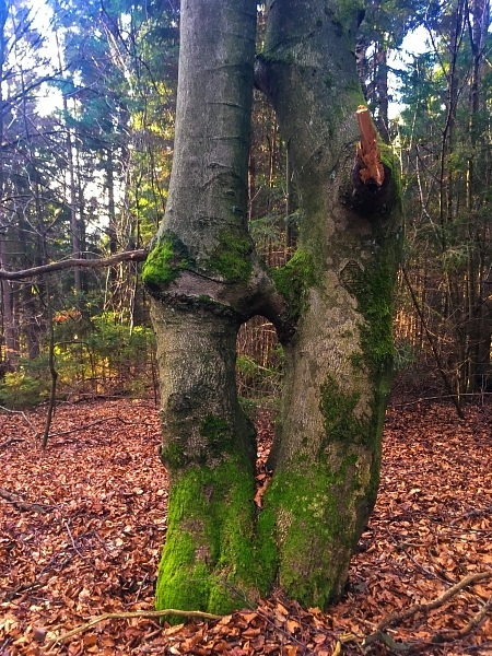 Kissing Trees bei Heuzert