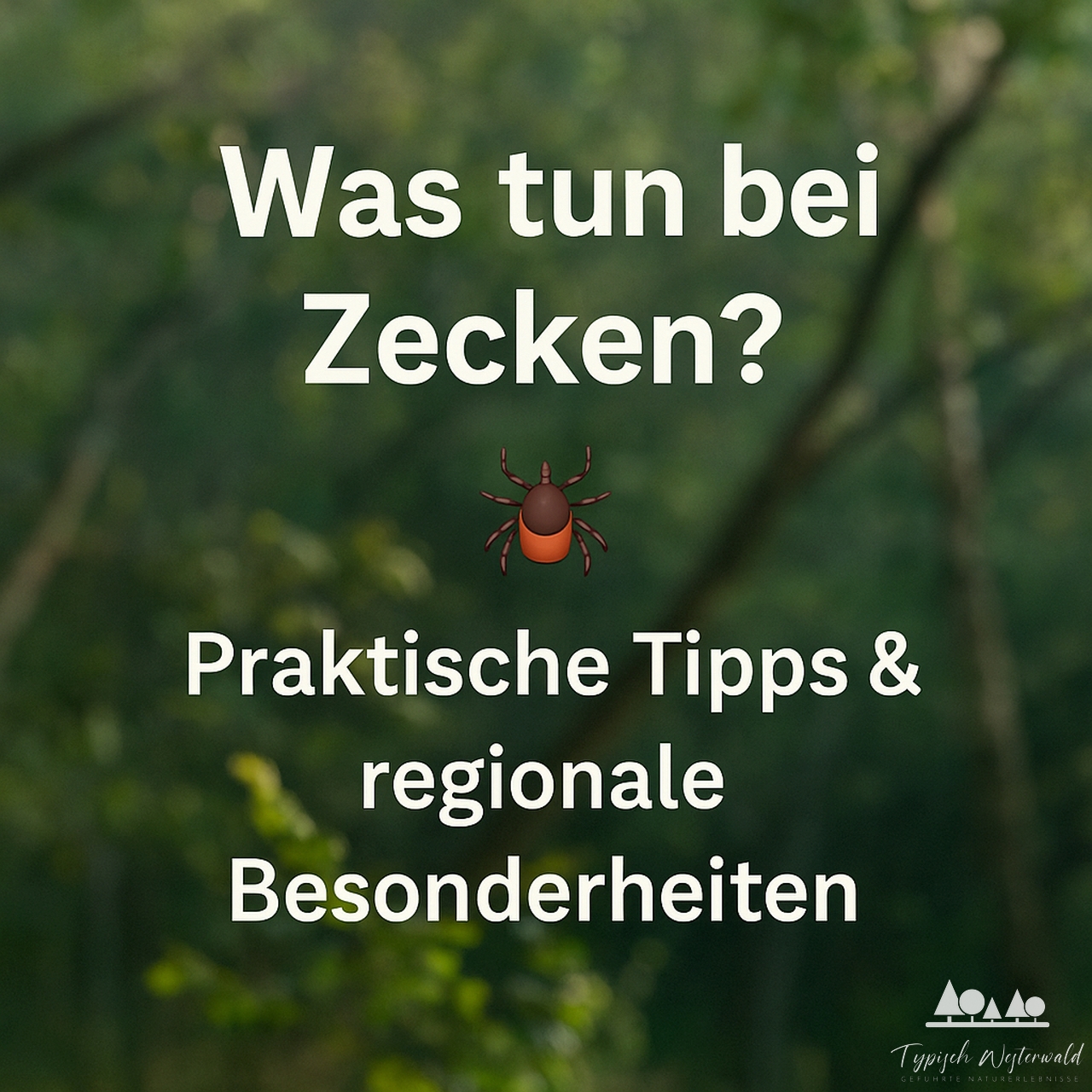 Was tun bei Zecken? Praktische Tipps & regionale Besonderheiten