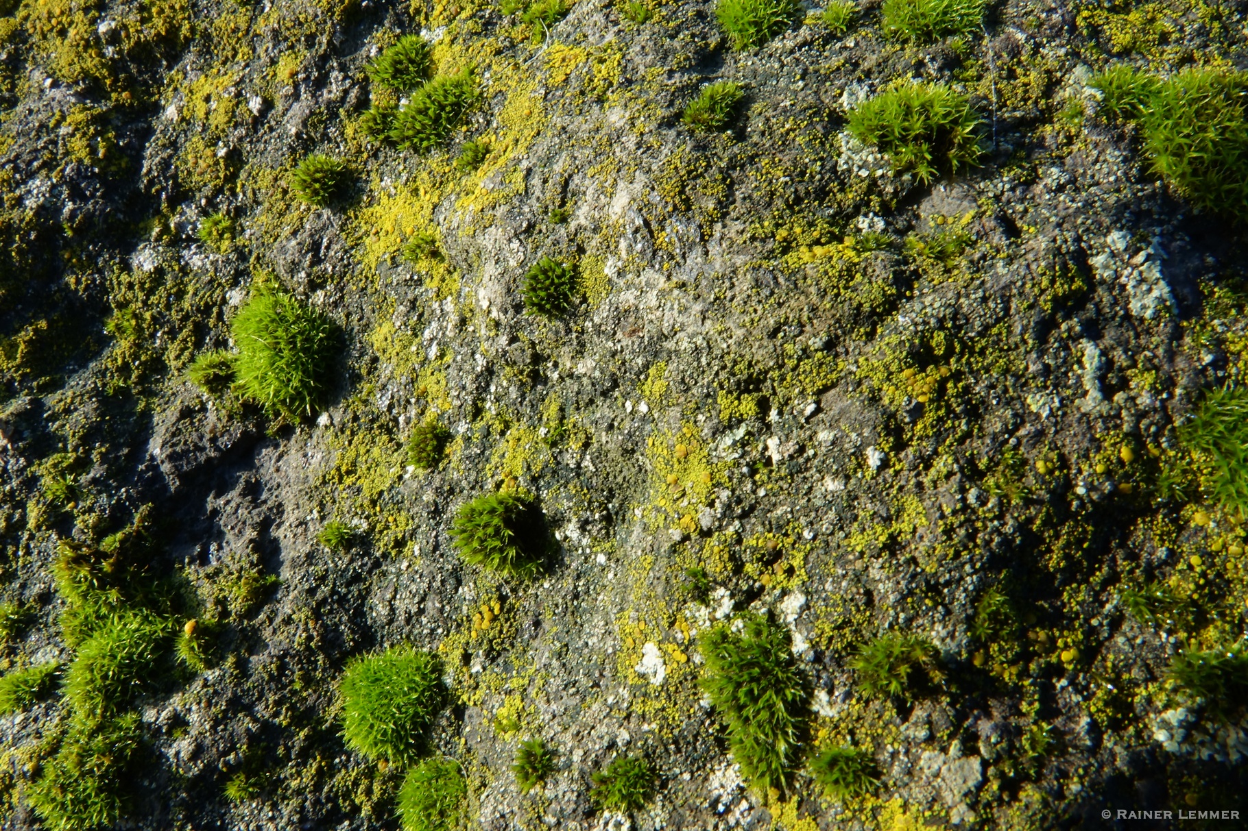 Basaltbrocken, Flechten und Moose