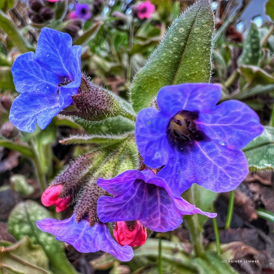 Nature at its best! Was ist so besonders am Echten Lungenkraut (Pulmonaria officinalis)?