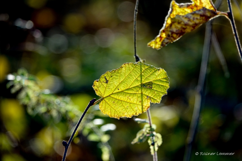 Haselnussblatt im Morgenlicht