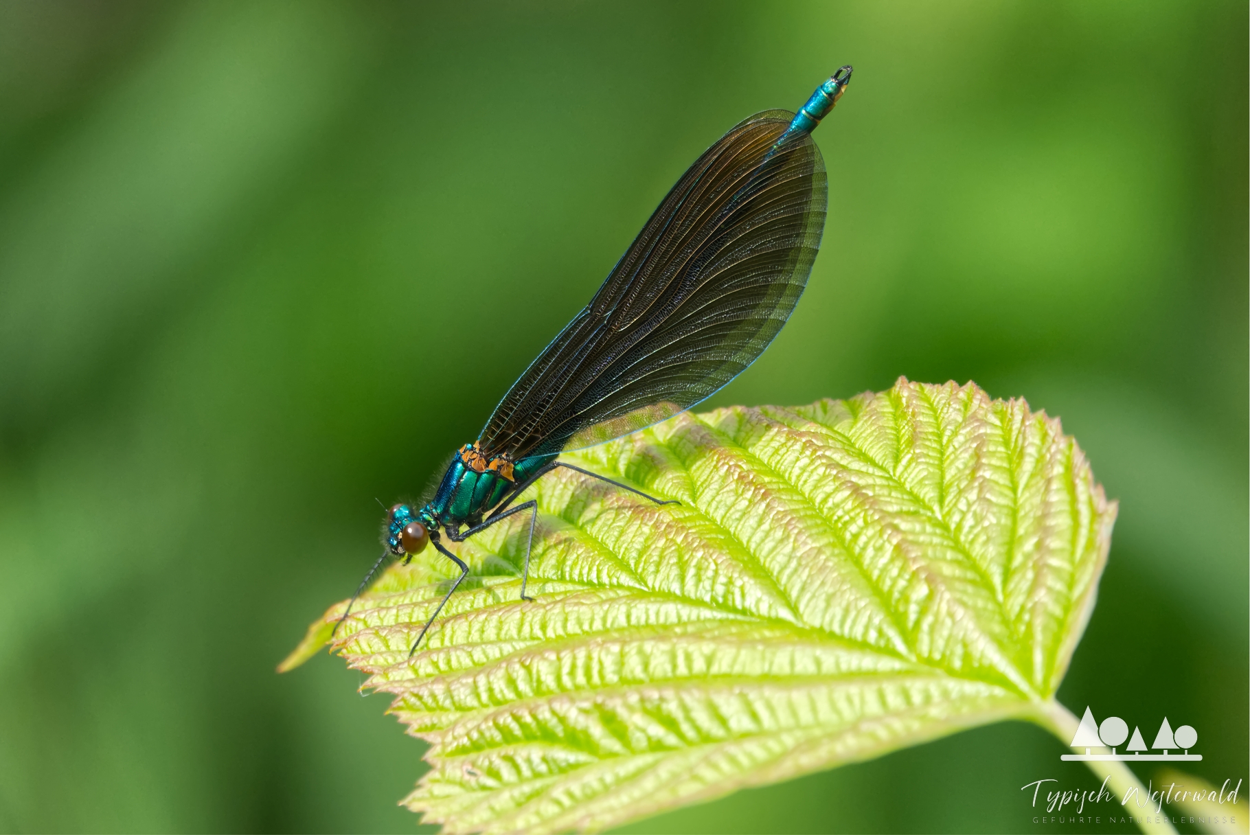 Die Blauflügel-Prachtlibelle im Westerwald: Eine lokale Schönheit