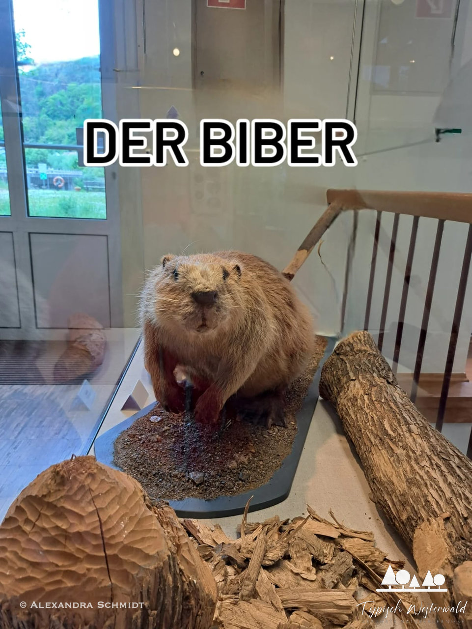 Der Biber im Westerwald – Begegnung mit einem heimlichen Baumeister