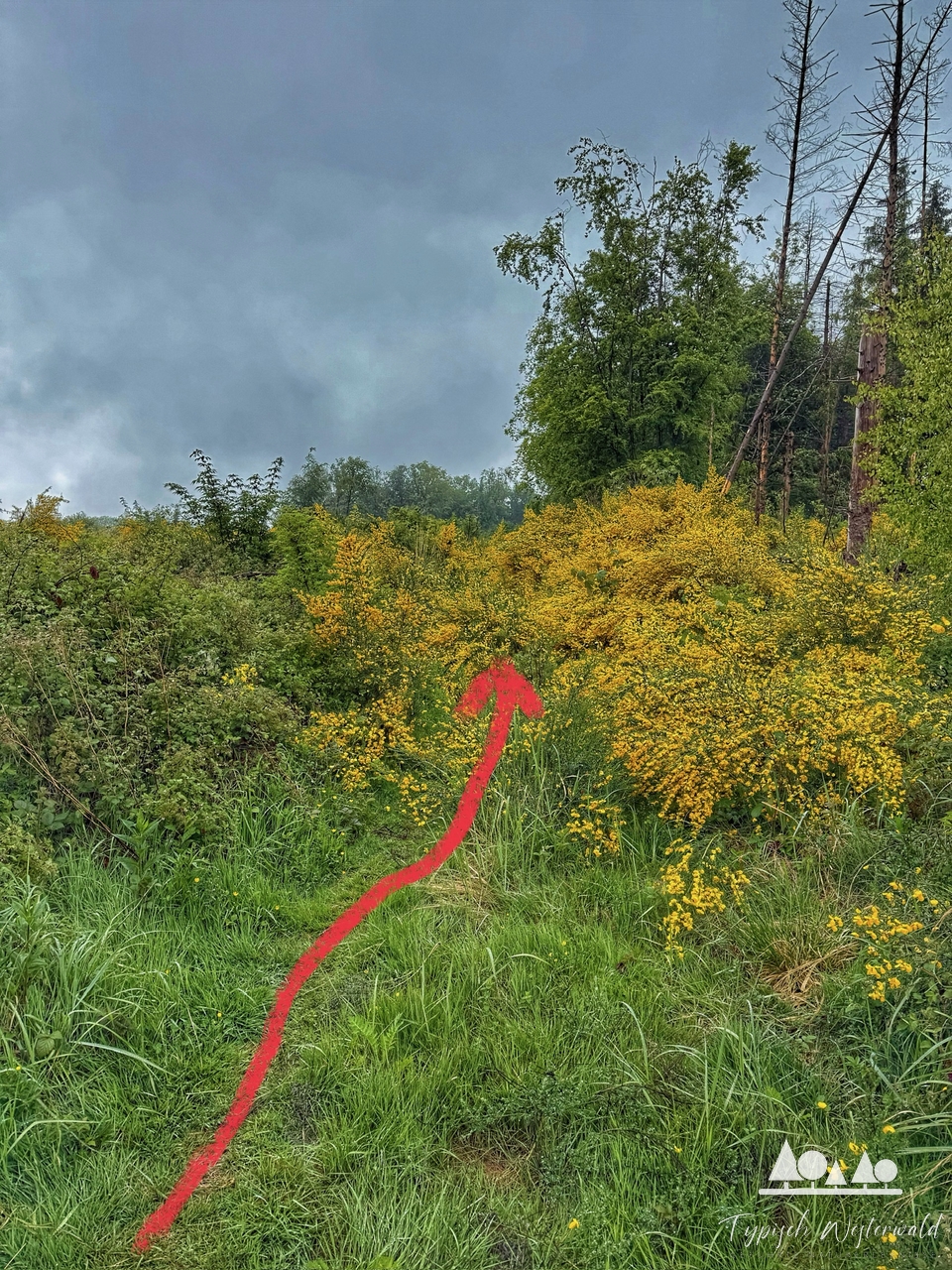 Der Weg