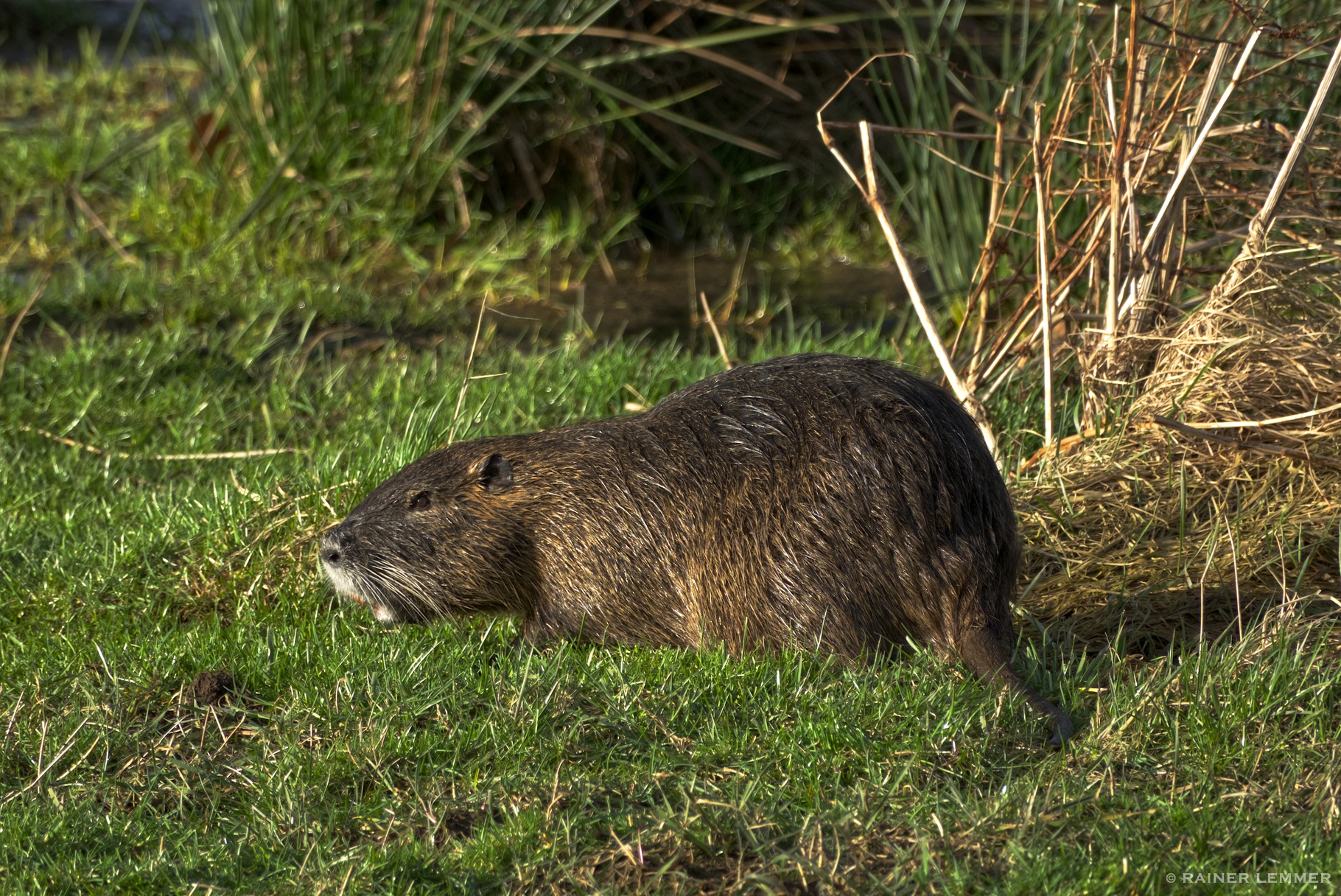 Biber, Nutria oder Bisam das ist hier die Frage!