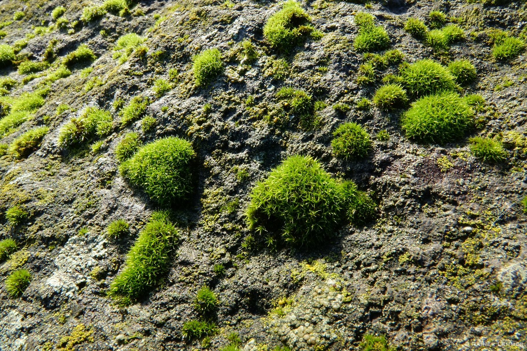 Basaltbrocken, Flechten und Moose