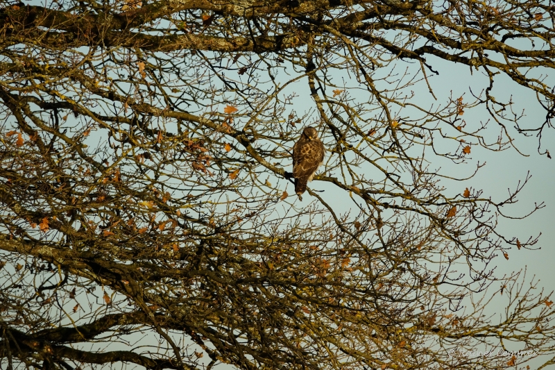 Bussard