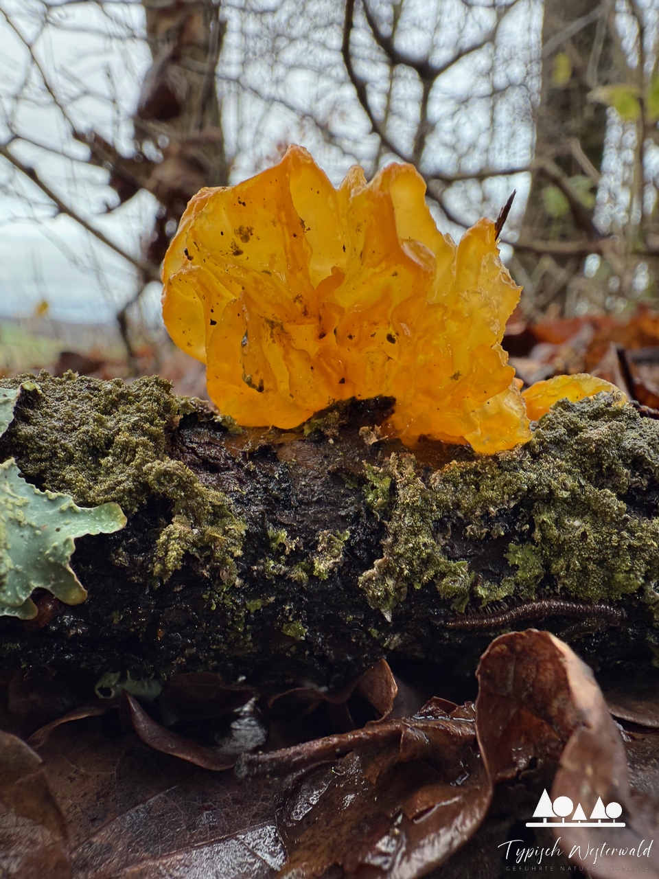Der Goldgelbe Zitterling (Tremella mesenterica)