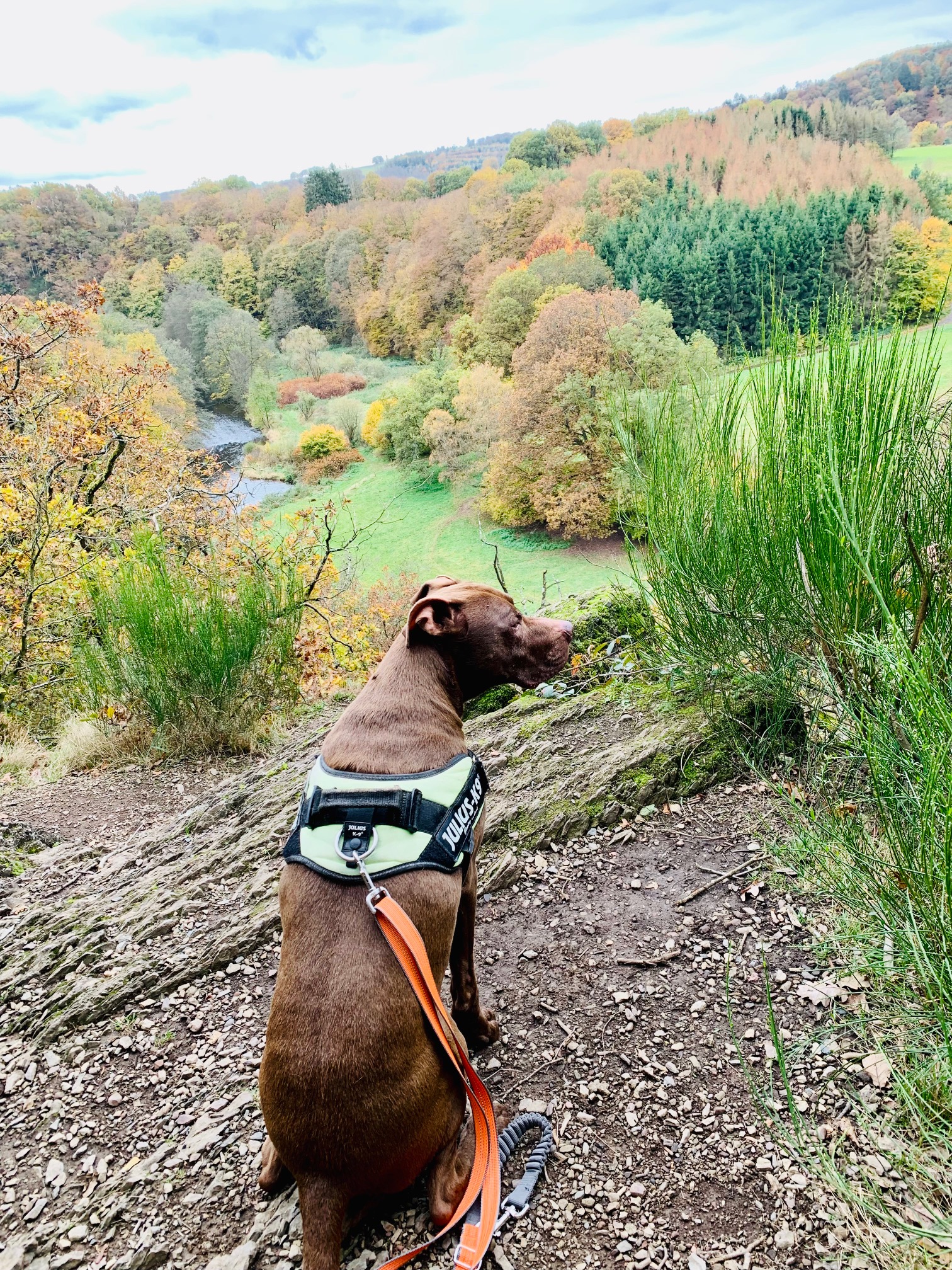 Weia, weia, weia…mit zwei kleinen Kindern (Rucksack und Tragetuch 😅) und einem Rentnerhund war dat schon doll! Aber absolut sehenswert an einem goldenen Herbsttag wie heute 🍁🍂 Carina Dehne 27.10.2021 18:09