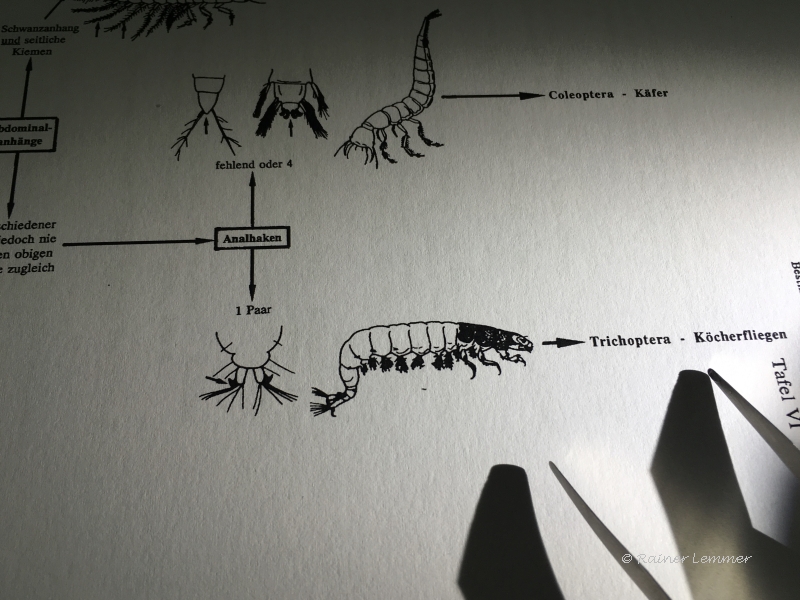 Makrozoobenthos - Bestimmungs Leitfaden