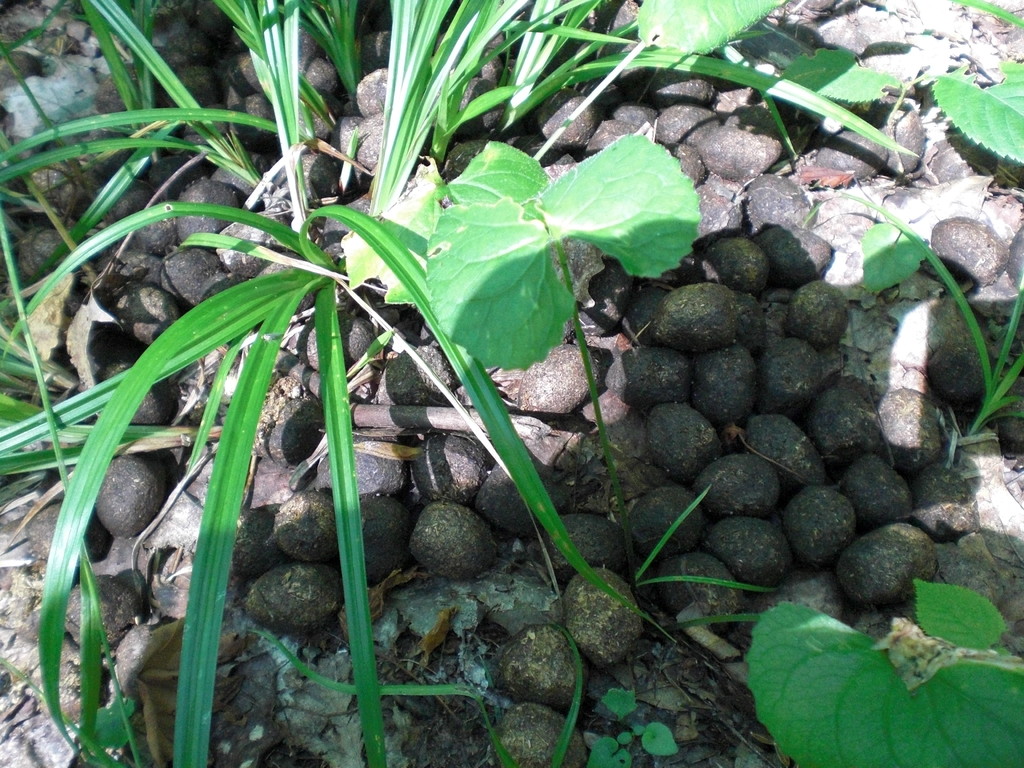 Elchlosung, schon etwas älter, da Gras wächst