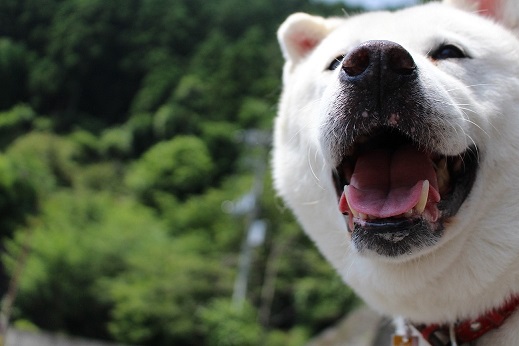 白い犬 吉野杉と桧でモノづくり 白い犬 吉野杉と桧でモノづくり