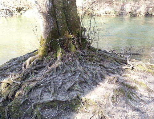L’arbre qui voulait voyager...