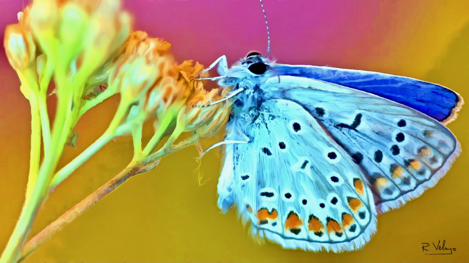 "BLUE BUTTERFLY PERCHED ON A FLOWER" [Created: 6/16/2022]