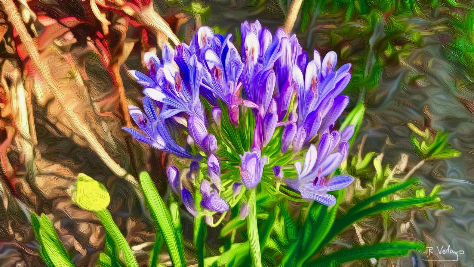 "AFRICAN LILY ON A SUNNY DAY" [Created: 4/23/2021]