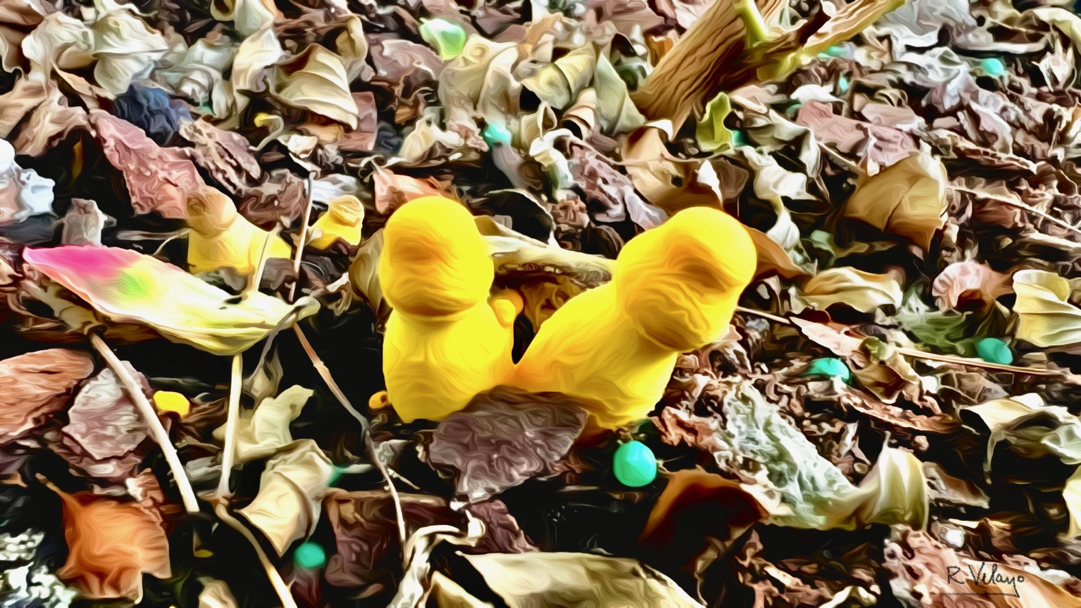 "TWO STRANGE YELLOW MUSHROOMS FROM MY PATIO VASE IN ST. PETE" [Created: 7/19/2022]