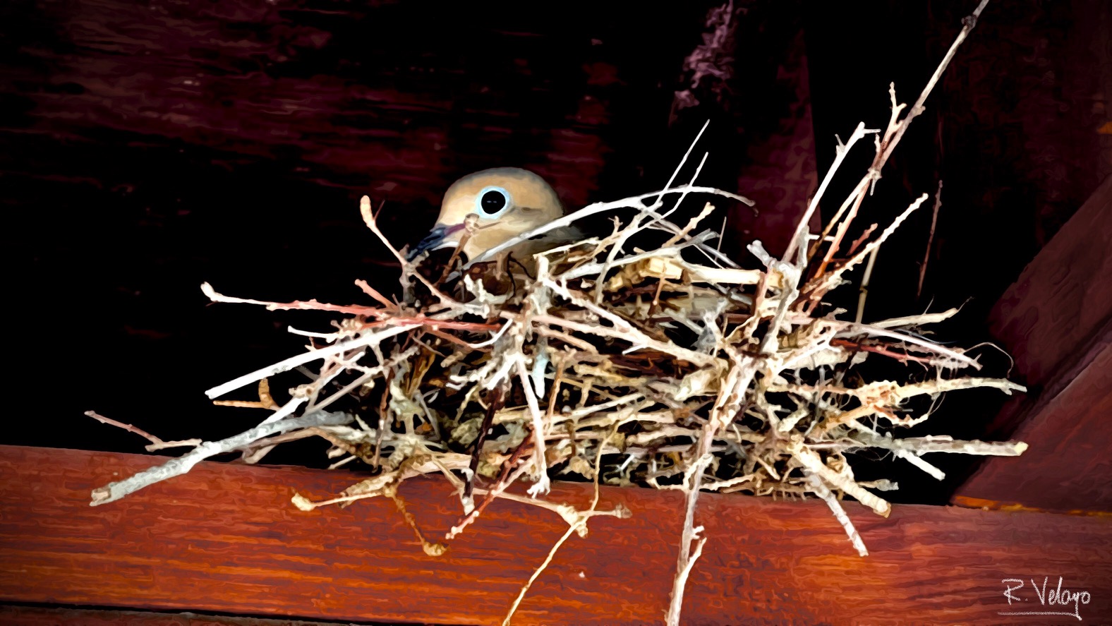"MOTHER BIRD AND NEST OUTSIDE ST. PETE BUDDHIST TEMPLE" [Created: 3/16/2022]