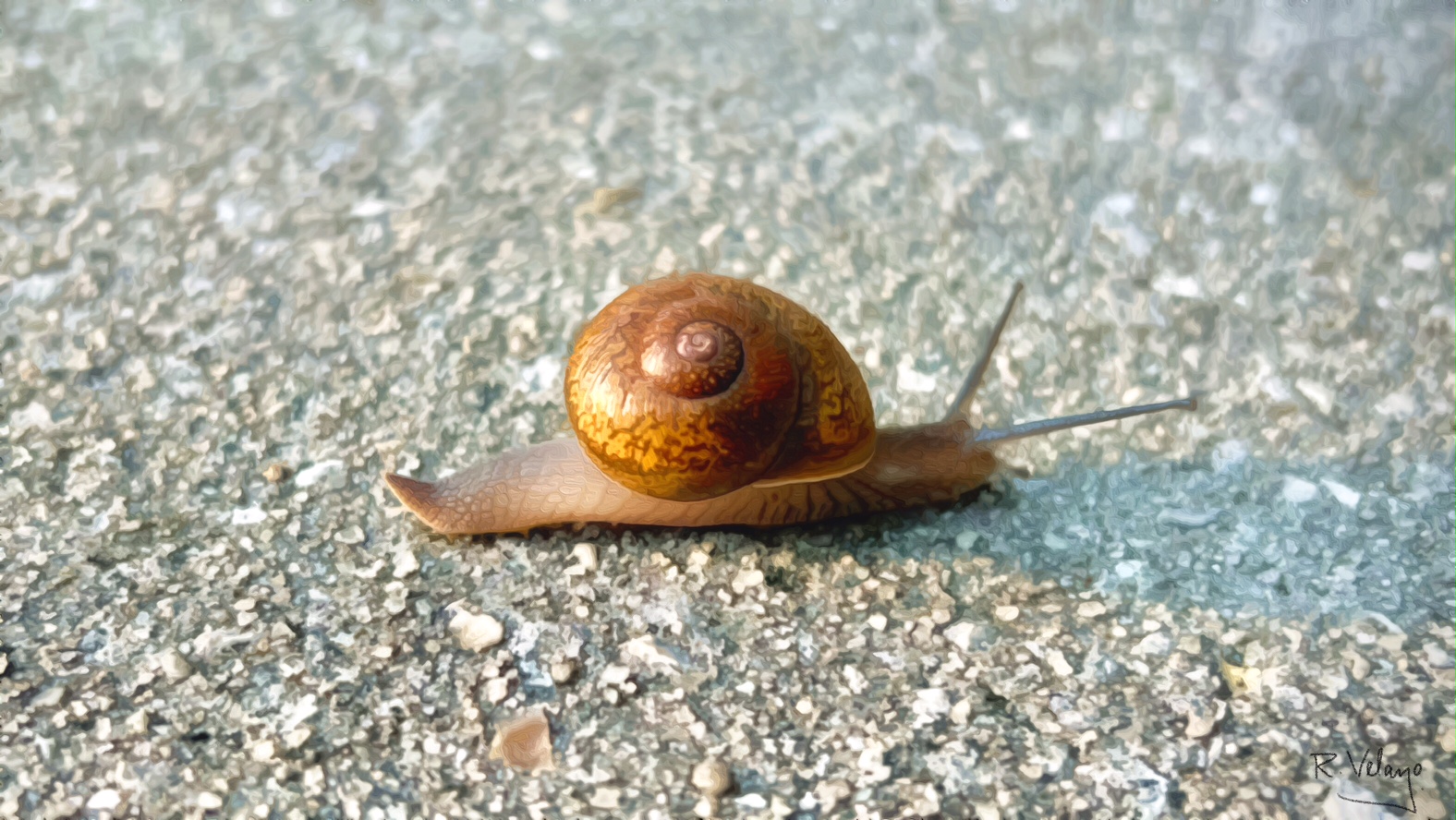 "A SNAIL’S EARLY MORNING CRAWL" [Created: 5/06/2022]