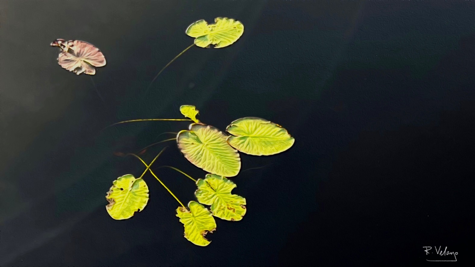 "WATER LILY ON LAKE DAVENPORT" [Created: 4/27/2022]