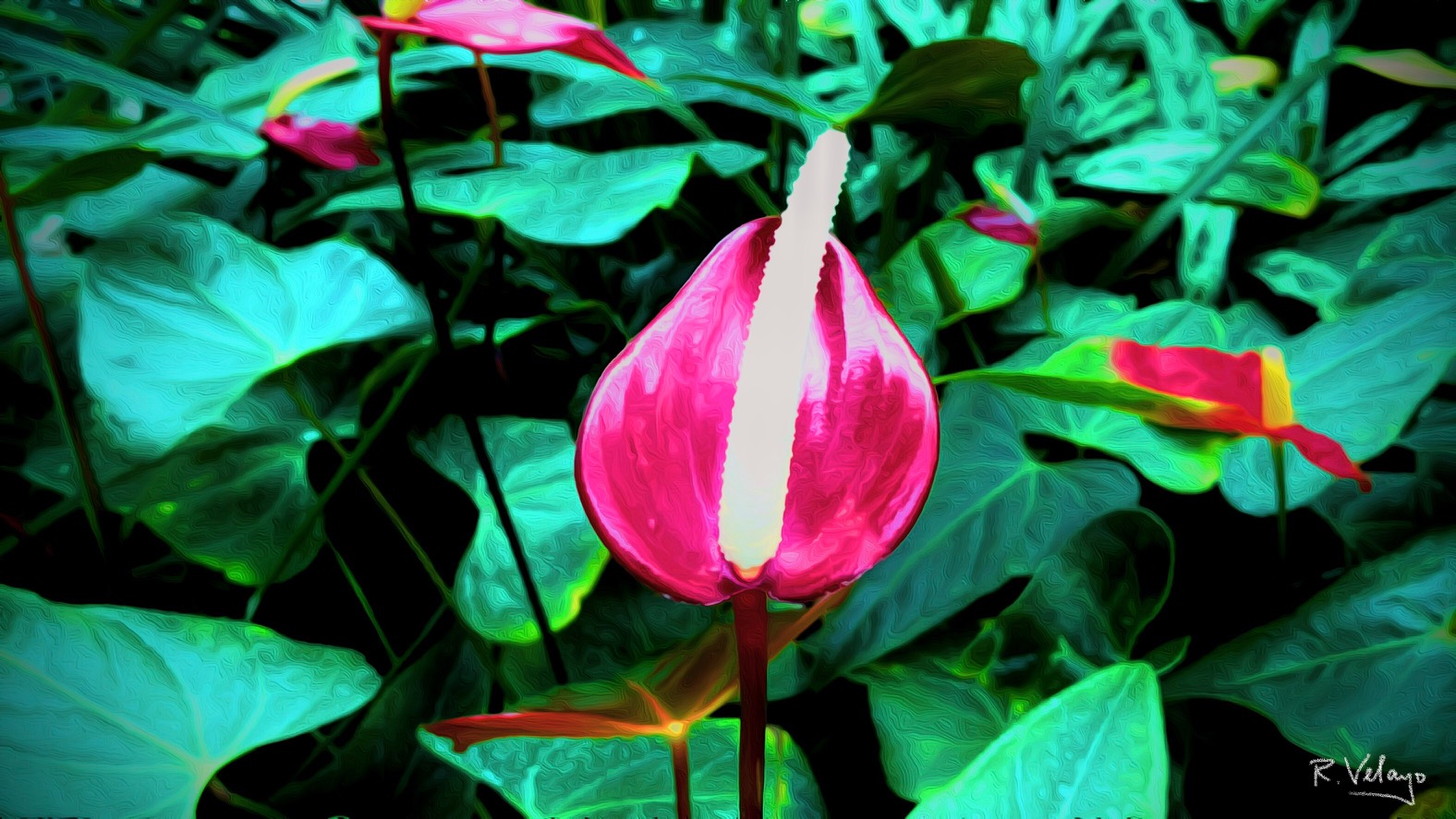 "A RED ANTHURIUM FLOWER AT GAYLORD PALMS" [Created: 9/13/2021]