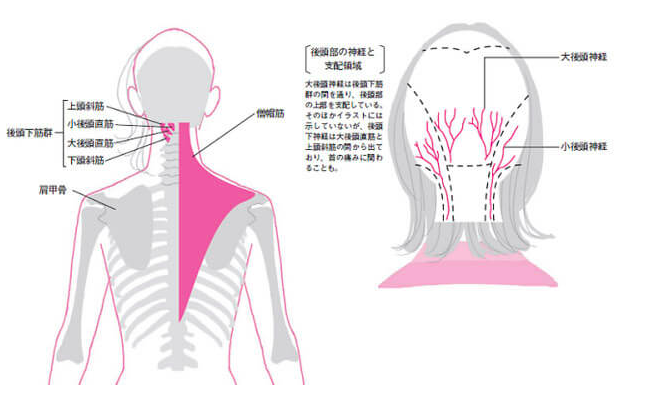 頭痛の原因は首の骨のずれと血行不良が原因です