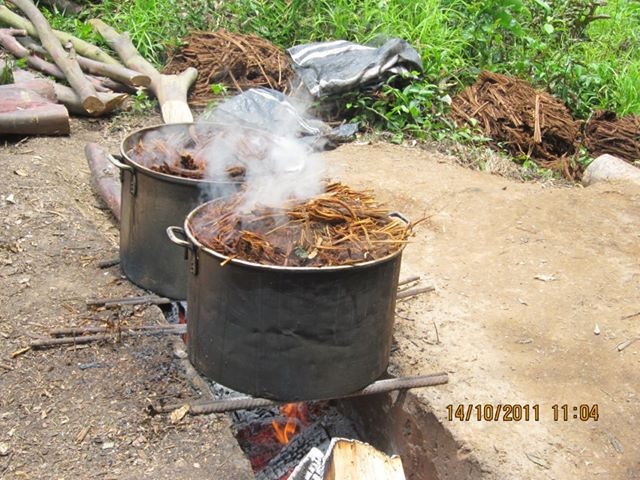 preparing ayahuasca