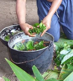 ayahuasca