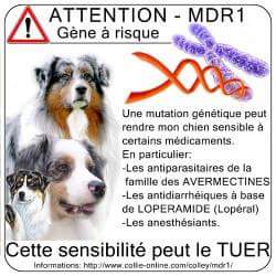 Les Tests Berger Australien Soleil De La Cote D Argent