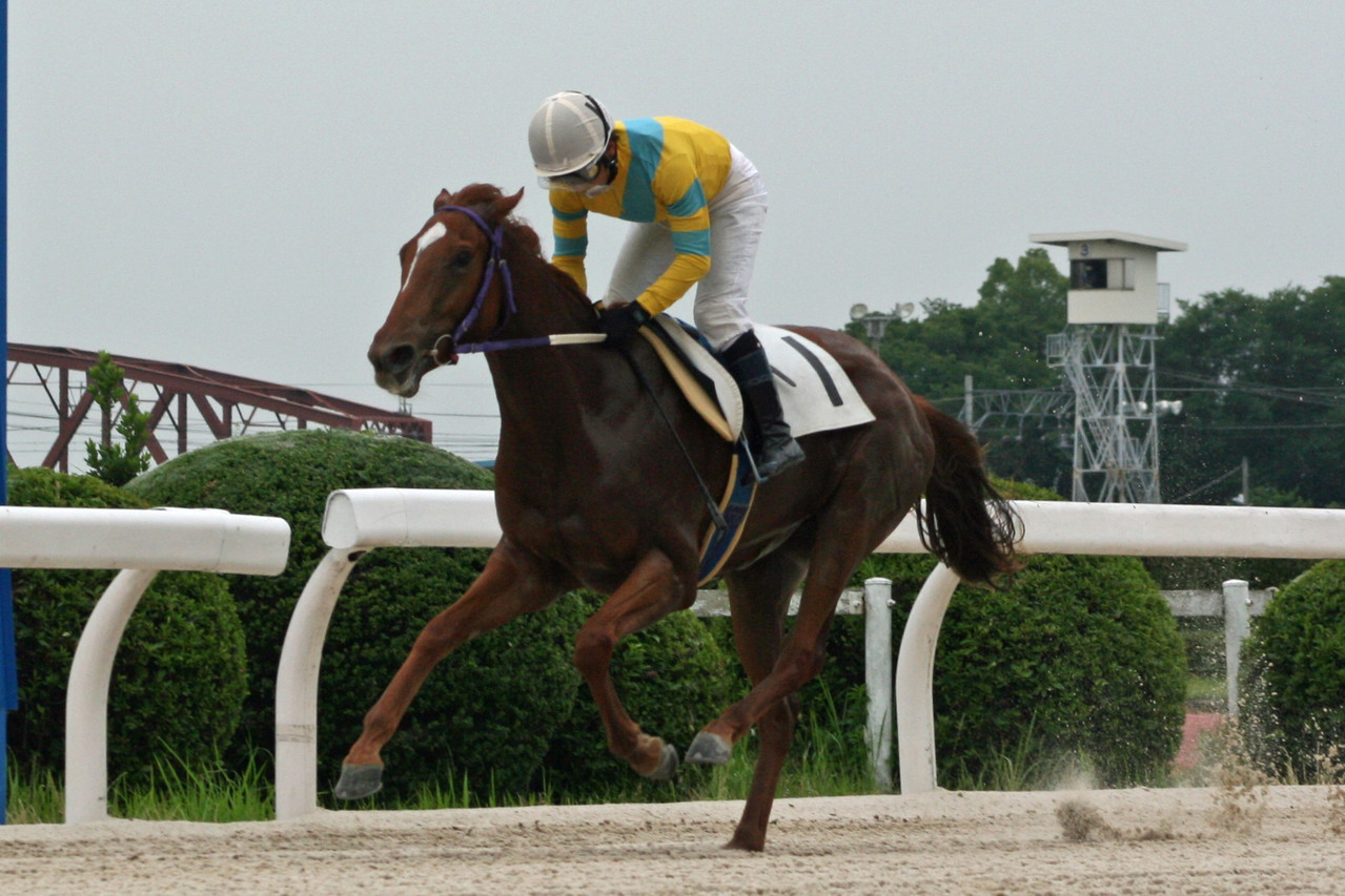 2010年の日本競馬