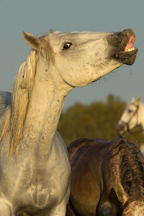 Chevaux (Camargue)