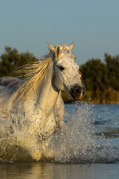 Chevaux (Camargue)