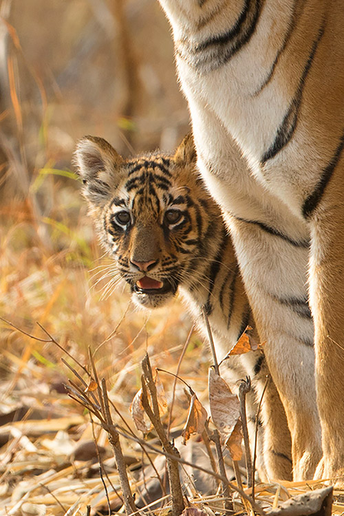 Maya et un des 2 bébés  (2 mois et demi) - Tadoba Andhari Tiger Reserve