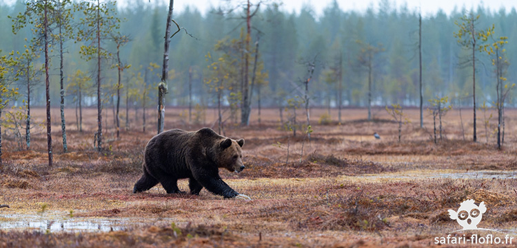 Ours Brun